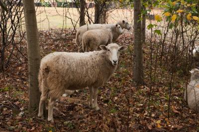 Sheep Help Control Campus Kudzu