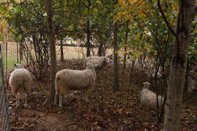 Sheep Help Control Campus Kudzu