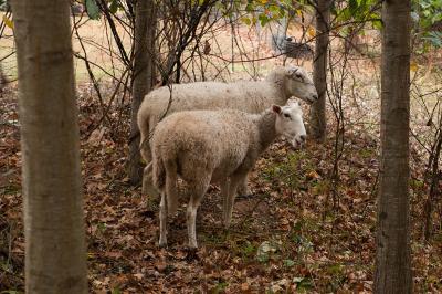 Sheep Help Control Campus Kudzu