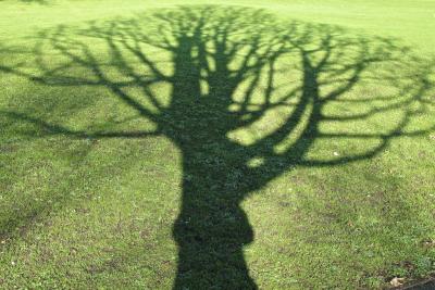 branchshadowing