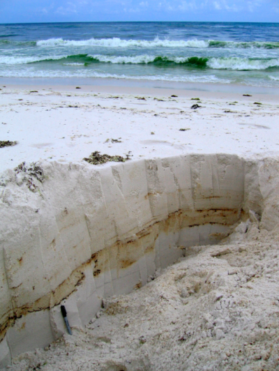 Researchers gathered samples of microbial communities in layers of sand containing oil.(Credit: Markus Huettel)