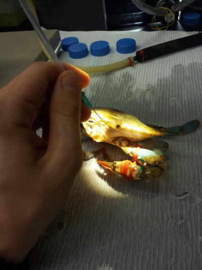 Extracting crab urine
