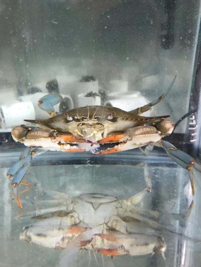 Blue crab and mud crabs
