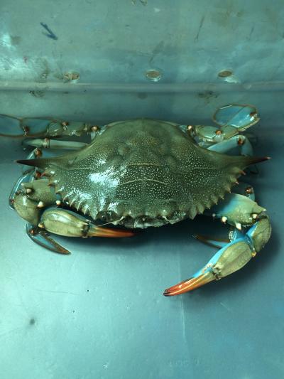 Blue crab in tank