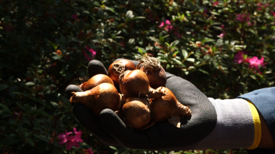 Spring bulbs