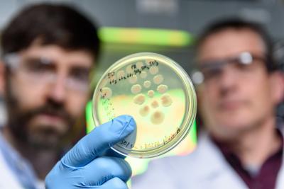 Competing strains of cholera bacteria in petri dish