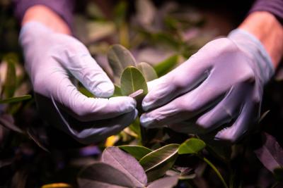Collecting air samples from peanut plants