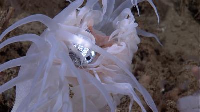 Anemone kills, eats fish