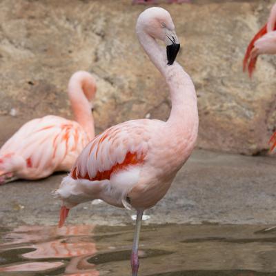 A flamingo at Zoo Atlanta. (Photo by Adam Thompson/Zoo Atlanta.)