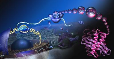Translational system illustration