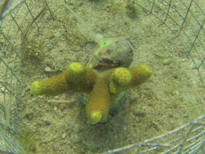 Snail feeding on coral
