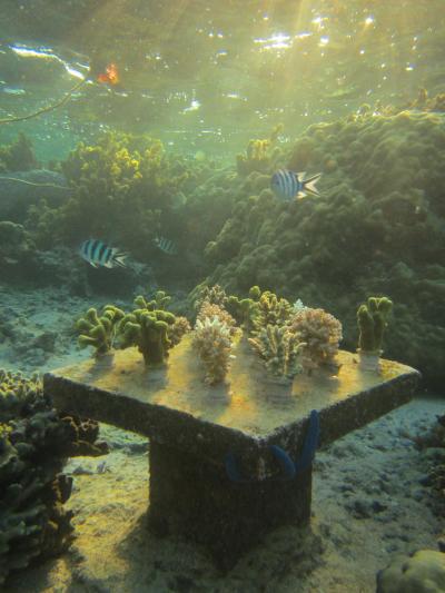 Fiji coral experiment biodiverse table