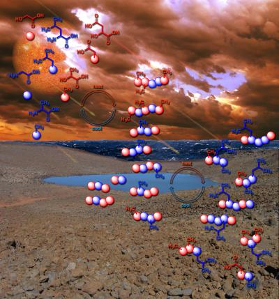 Protein evolution, depsipeptides dry