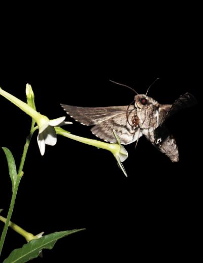 Hawk moth on natural flower