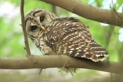 A barred owl on a tree in green space between the IBB and IEN buildings. Photo by Yumiko Sakurai