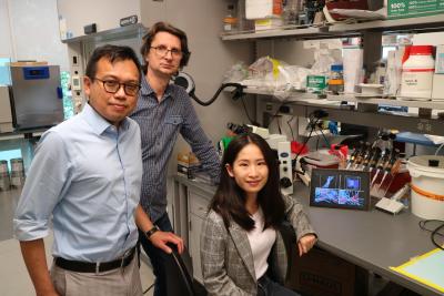 Blood clotting modeling researchers