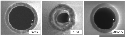 SEM image of patch-clamping pipettes