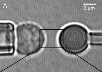T cell receptor gripping test