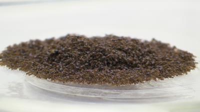 Ant raft