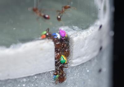 Ants digging tunnels