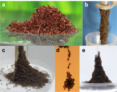 Ant assemblages