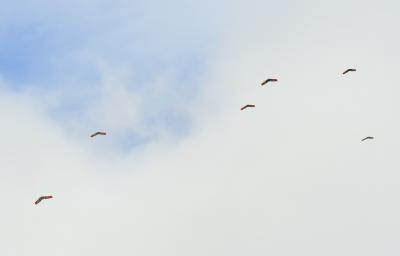 Autonomous aircraft group in flight