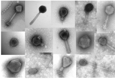 Bacteriophage diversity (Courtesy The ISME Journal)