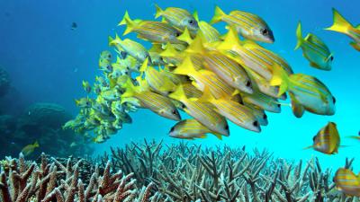 A school of fish hovers over staghorn coral on the Great Barrier Reef in Australia. A report declaring the roughly 25-million-year-old reef dead is off the mark, scientists say. (Rick Loomis/Los Angeles Times)