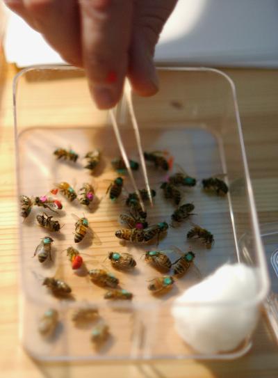 Honeybees marked