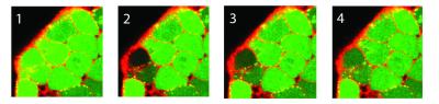 Photo bleaching shows diffusion