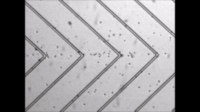 Cells being compressed in microfluidic device