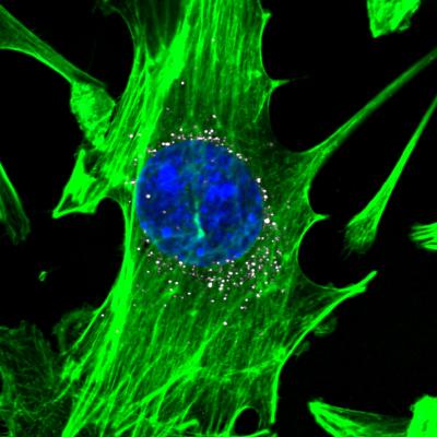 Cell with nanoparticles