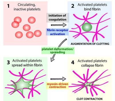Platelet activation steps