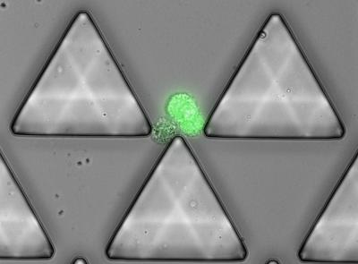 Cluster-Chip capturing cancer cell cluster