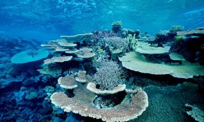 The ecosystem lies off the east coast of Australia and is the largest living entity on the planet. Photograph: Mark Conlin/Getty Images