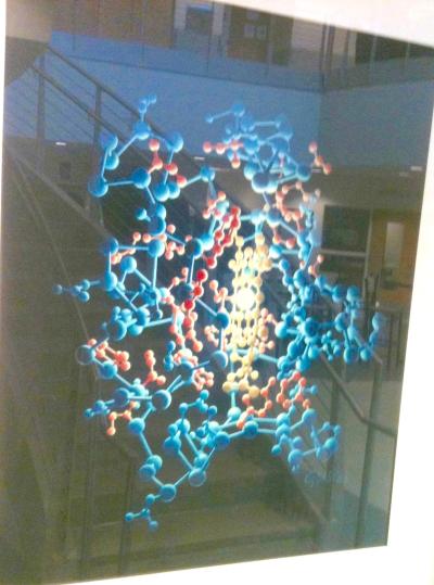 Cytochrome
