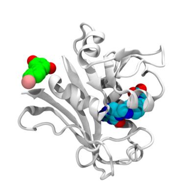 Structure of E. coli DHFR protein