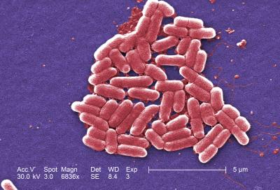 E. coli bacteria