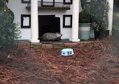 General Beauregard Lee, groundhog