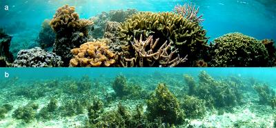 Regulated vs. unprotected Pacific reefs photo