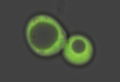 Baker's yeast cell lights up green