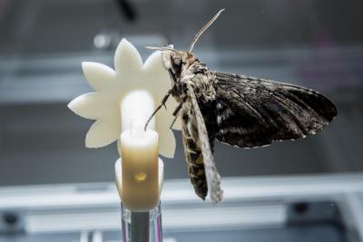 Hawk moth on robotic flower2