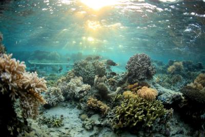 Healthy coral reef