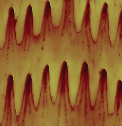 Microstructure of snake belly scales