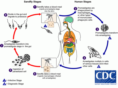 Leishmania lifecycle CDC