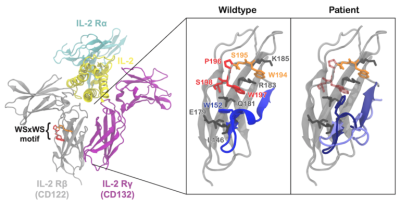 A molecular dynamics simulation of a receptor protein.