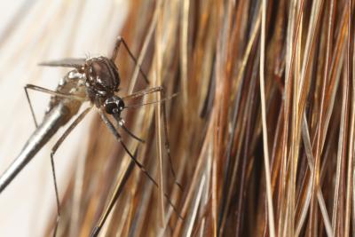 Mosquito close-up
