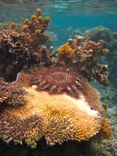 Crown-of-thorns sea star