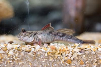 Mudskipper2