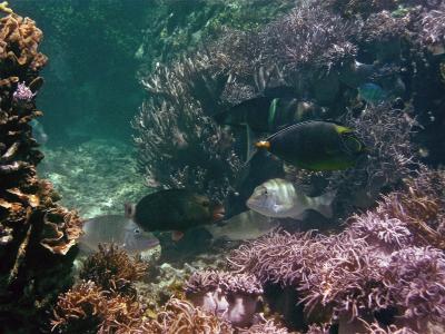 Protected herbivores